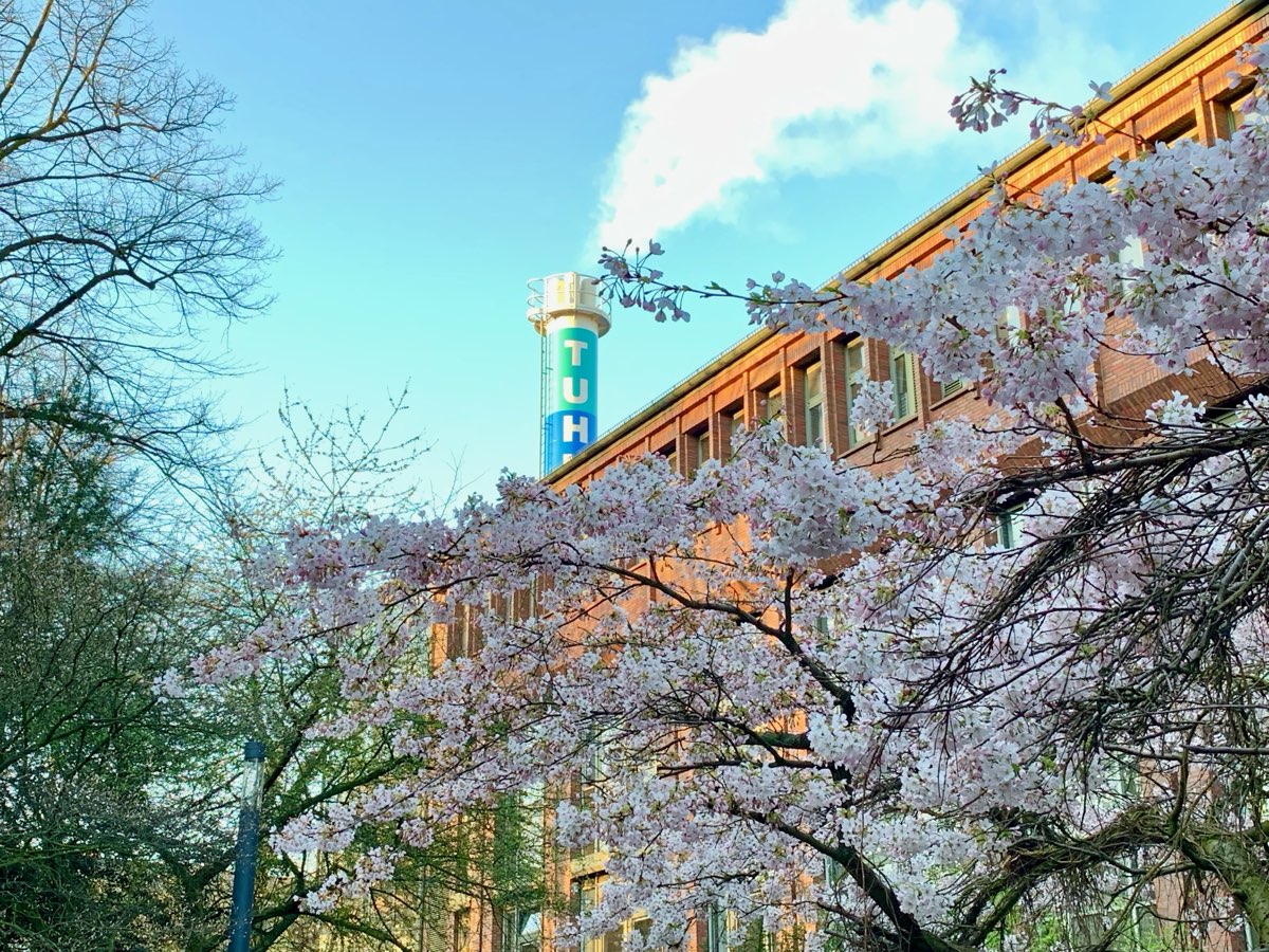 TUHH-Campus mit Kirschblüte